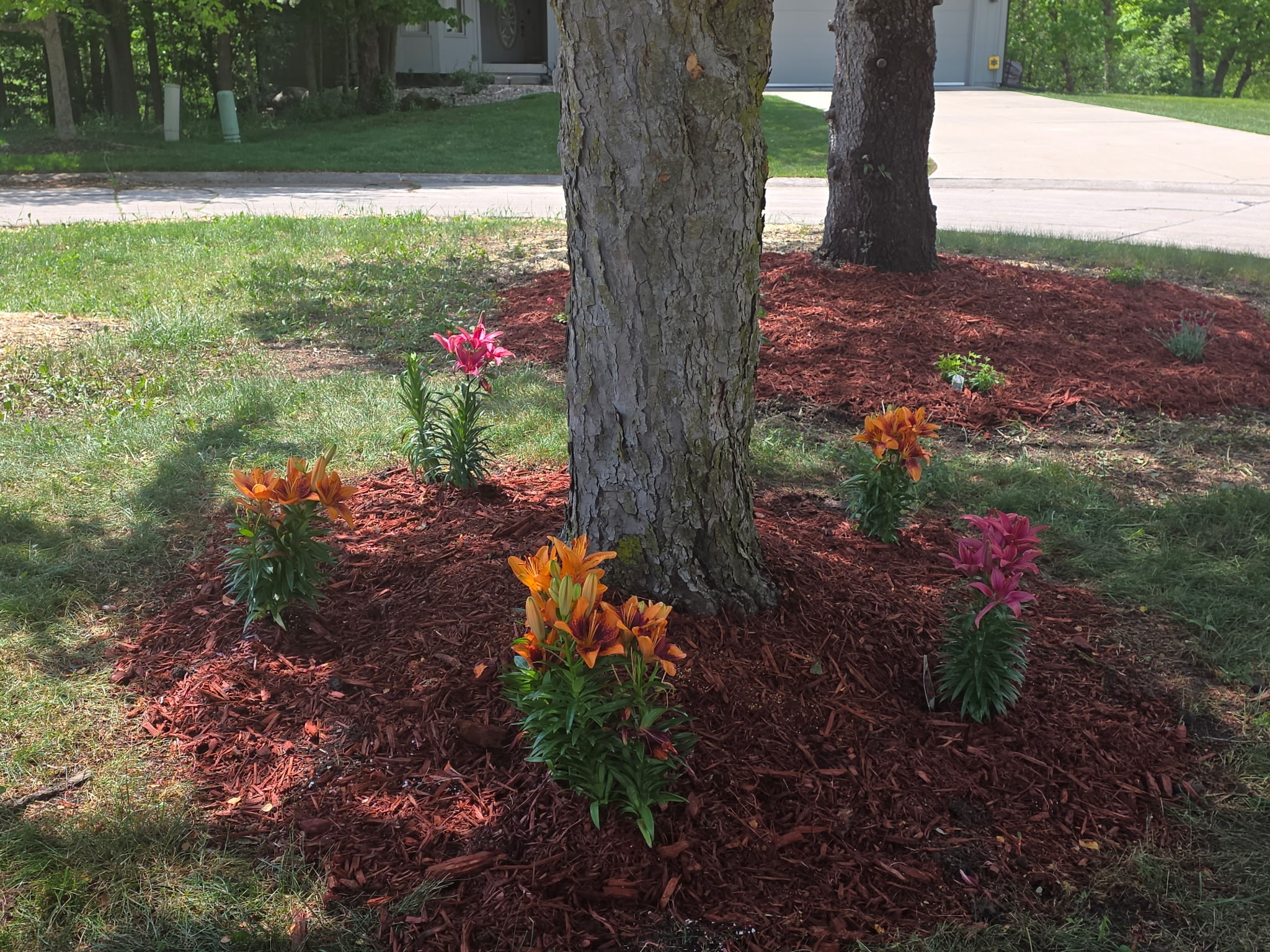 Island Clean Up/Beautification of Entrance